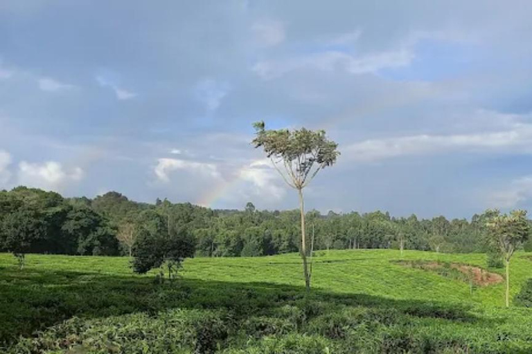 Nairobi: Gathoni Sensory Garden & Tea Farm Tour With Tasting