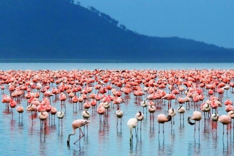 Nairobi: Lake Bogoria Canoe and Birdwatching Tour