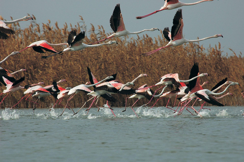 Baku: Southern Azerbaijan Hot Springs and Nature Tour 1-Day Lankaran Hot Springs Tour – Standard (No Meals)