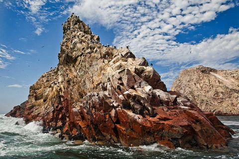 Paracas: Marine Fauna Observation in the Ballestas Islands