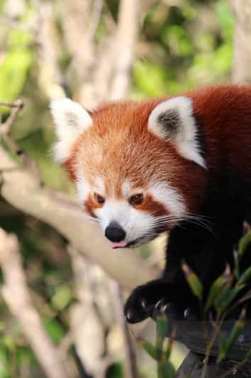 Wellington Zoo: General Entry Tickets