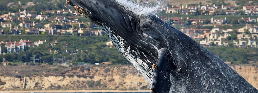 Newport Beach : Croisière d'observation des baleines et des dauphins