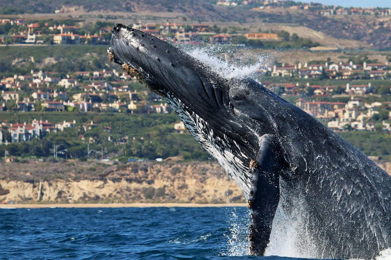 Newport Beach: Whale and Dolphin-Watching Cruise