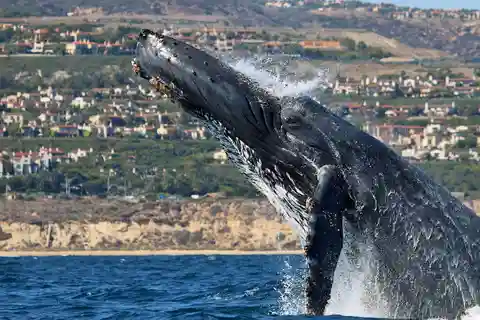 Newport Beach: Valskådningskryssning och delfinskådning