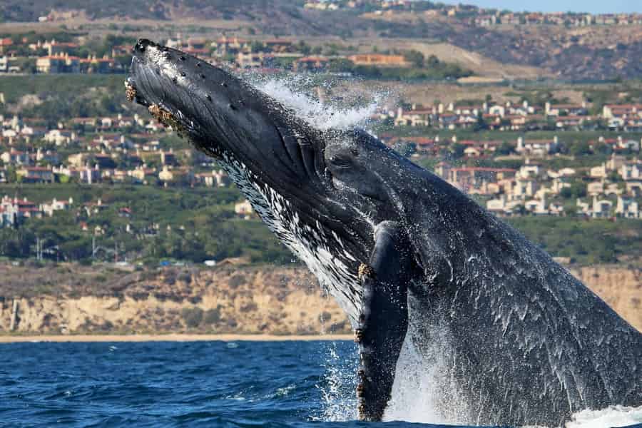 Newport Beach: Whale-Watching-Bootsfahrt mit Delfinbeobachtung. Foto: GetYourGuide