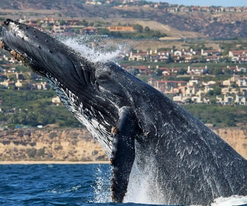 Newport Beach: Whale and Dolphin-Watching Cruise