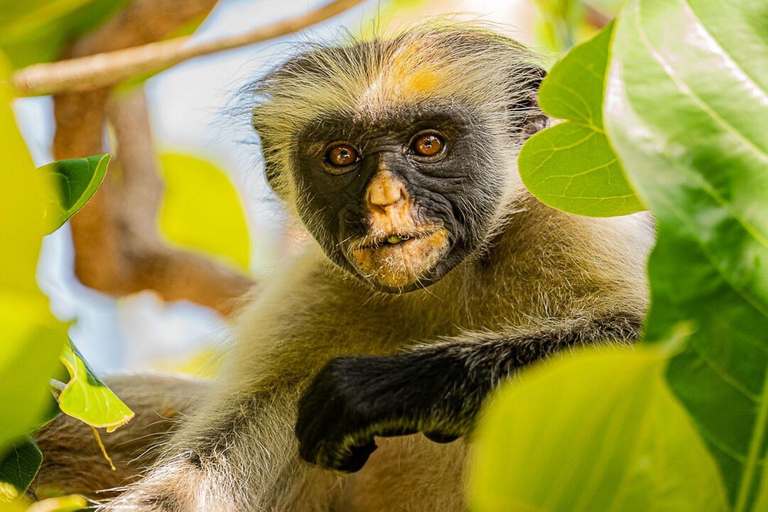 Passeio dos macacos, passeio das especiarias com almoço, mercado de peixe noturno