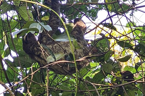 Panamá: Hábitat del Perezoso, Antigua Zona del Canal y Visita al Casco AntiguoSólo desde el Hotel City. No Sueños