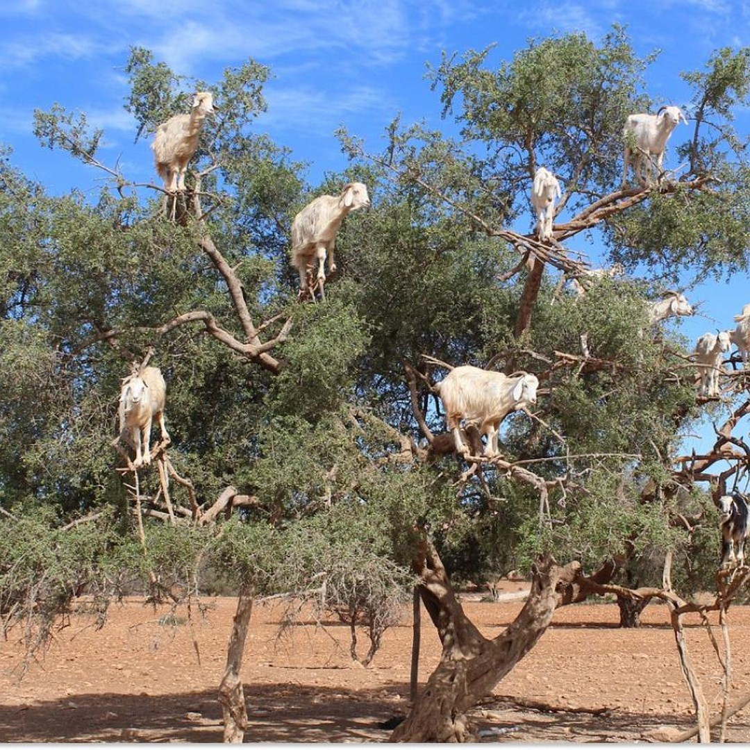 Marrakech : excursion d'une journée à Essaouira avec visite guidée