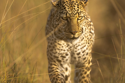 Nairobi: 3-Day Maasai Mara Safari with Accommodation