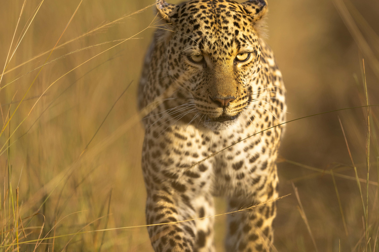 Nairobi: 3-Day Maasai Mara Safari with Accommodation