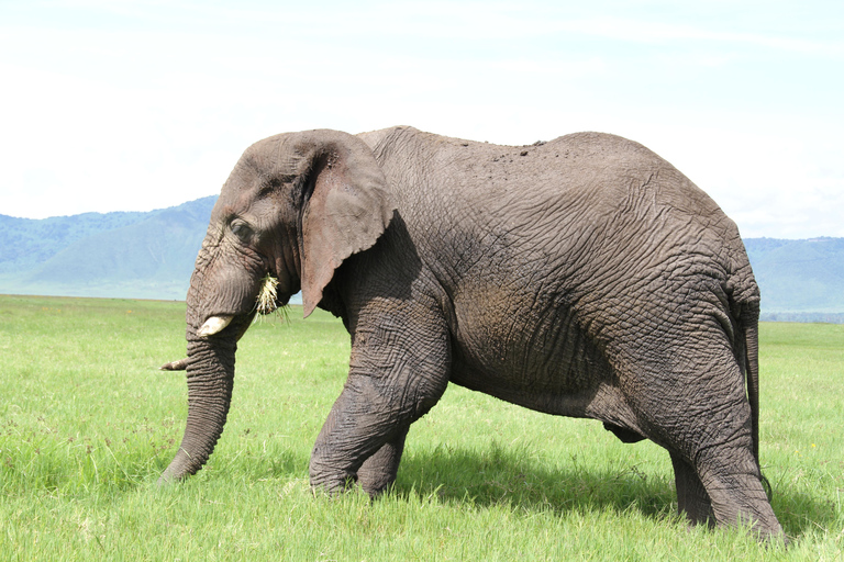 Arusha: 3-Day Safari to Tarangire, Lake Manyara & Ngorongoro