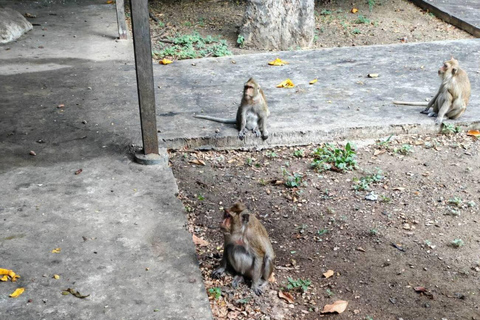 Bangkok to Ayutthaya, Big Buddha Monkey Temple & Hidden Cafe