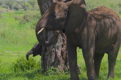 Tagestour zum Ngorongoro-Krater-Nationalpark von Arusha aus