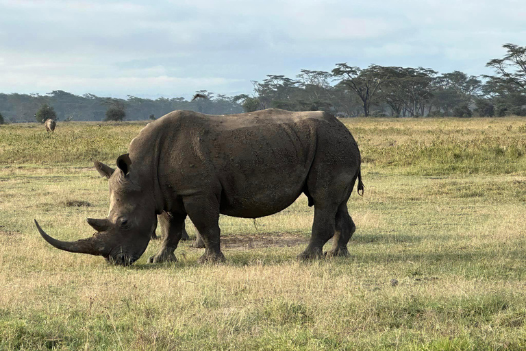 1 Day Lake Nakuru National Park From Nairobi With Boat Ride