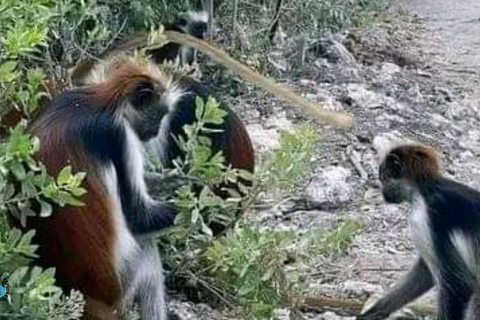 Zanzibar: Visita guiada ao Parque Nacional da Floresta Jozani