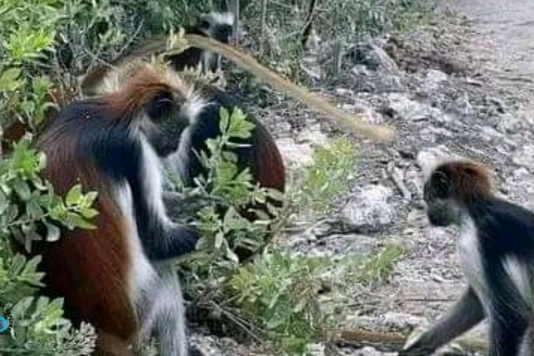 Zanzibar: Leśny Park Narodowy Jozani - wycieczka z przewodnikiem