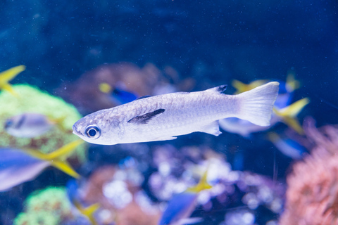 Acuario del Pacífico, LA: ticket sin colas en la taquilla