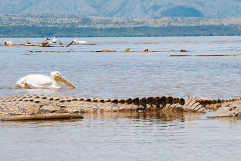 8 Days From Addis Ababa: Omo Valley Cultural & Tribal Tour