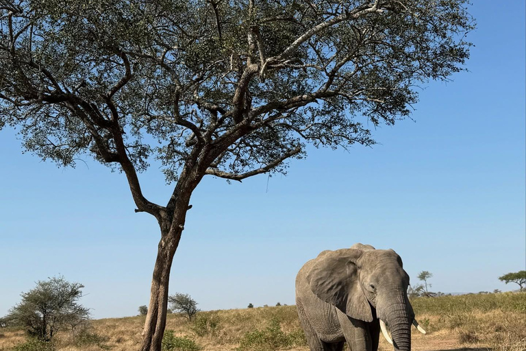 桑给巴尔：塔兰吉雷野生动物园之旅（含机票和游猎）