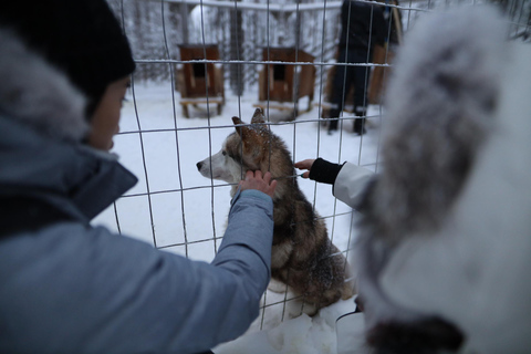 Rovaniemi: Besuch einer Husky- und Rentierfarm mit Schlittenfahrten