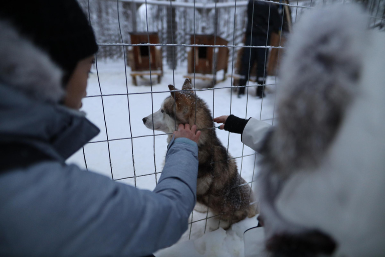 Rovaniemi: Husky and reindeer farm visit with sleigh rides Summer/Autumn Husky and reindeers farms visit