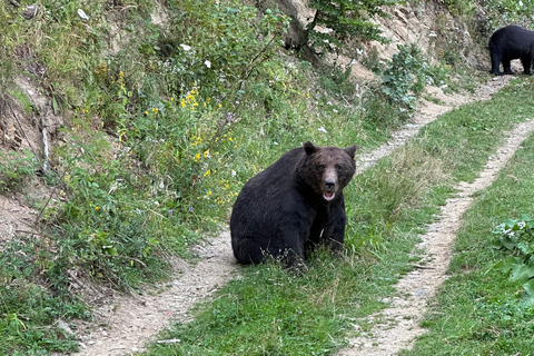 Brasov: Observação de ursos na natureza (de um esconderijo)