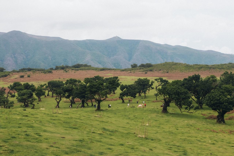 Funchal: Vereda do Fanal PR13 Hiking with Transfer & Guide