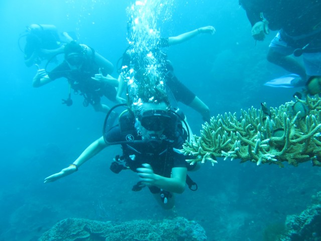 Visit Basic Fun Dive At Menjangan Island in Pemuteran, Bali, Indonesia