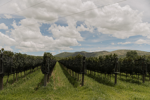 León: Tour de vinhos em Viñedo Leones e exploração do centro da cidadeLeón: Visita a Viñedo Leones e explora o centro da cidade