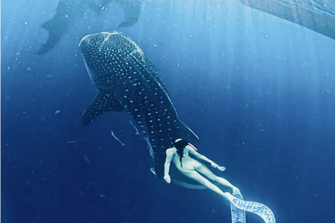 Lombok Sumbawa Best Sharing 2D1N Whale Shark With Snorkeling From Sumbawa Best Sharing 2D1N Whale Shark With Snorkeling