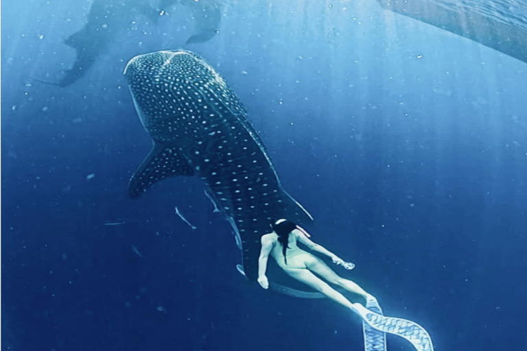 Lombok Sumbawa Best Sharing 2D1N Whale Shark With Snorkeling From Sumbawa Best Sharing 2D1N Whale Shark With Snorkeling