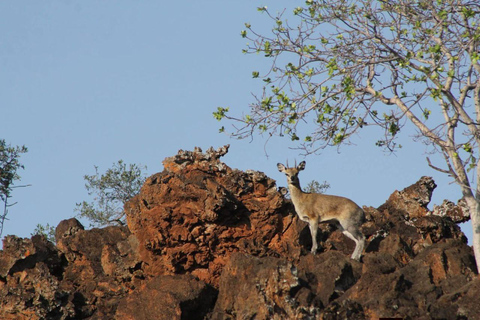 Mombasa/Diani: 2-Day Tsavo East Safari with Meals Private day tour to Tsavo East National Park - VAN