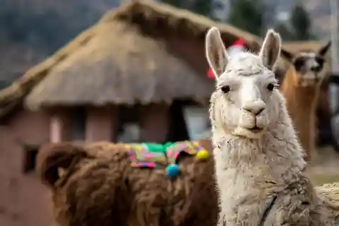 Cusco: Alpacoterapia en la comunidad de Cuyo Chico |Medio día