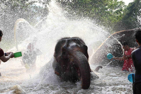 Chiang Mai : Visite d'une jounée du parc écologique des éléphants de Kerchor et trekking