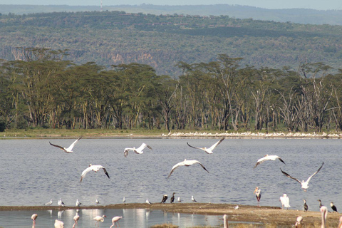 Nairobi: Lake Nakuru National Park and Lake Naivasha Tour