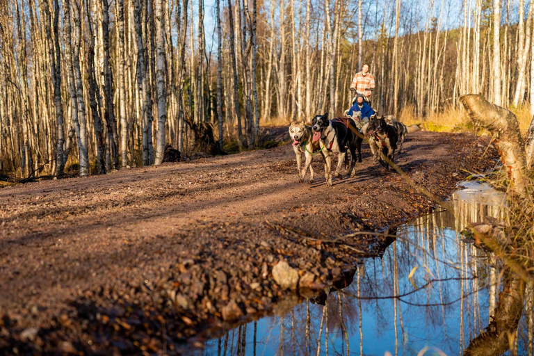 Rovaniemi: Autumn Husky Experience with cart ride and Photos