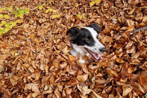 Ride Brașov’s Wild Trails with Daisy & Taste Local Life