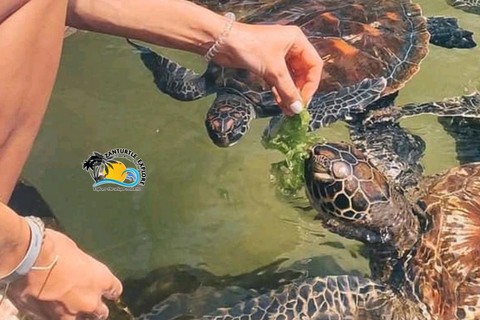 نونغوي: اسبح مع السلاحف في أكواريوم بركة واستمتع برحلة على قارب الداو وقت غروب الشمس