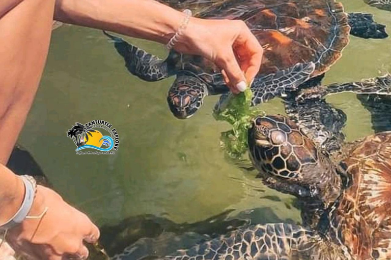 نونغوي: اسبح مع السلاحف في أكواريوم بركة واستمتع برحلة على قارب الداو وقت غروب الشمس
