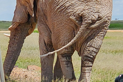 جولة رحلة ليوم واحد في أمبوسيلي - إطلالة على كليمنجارو