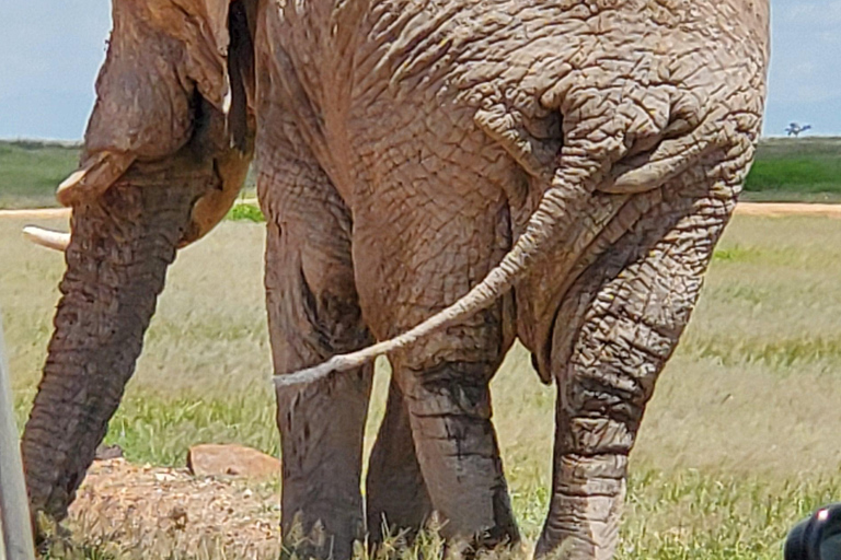 جولة رحلة ليوم واحد في أمبوسيلي - إطلالة على كليمنجارو