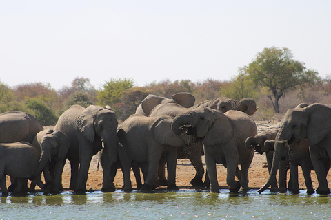 Windhoek: 3-Day Guided Safari in Etosha with Lodge