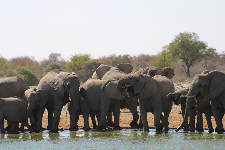 Windhoek: 3-Day Guided Safari in Etosha with Lodge