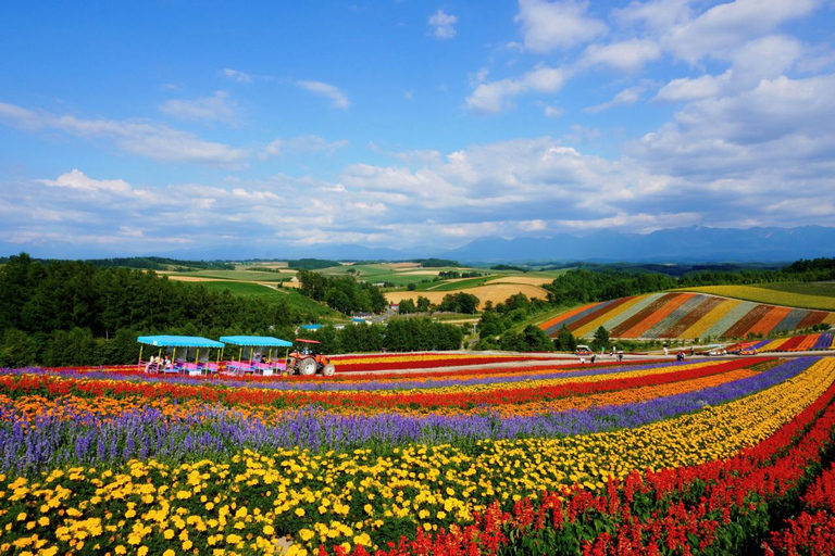 Furano & Biei Day Tour with Lavender Pillow-Making option Buffet Lunch included