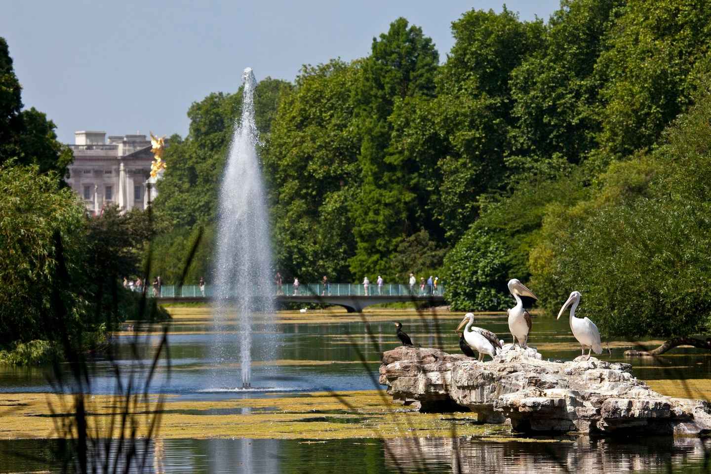 伦敦：白金汉宫豪华国事厅及皇家步行游览