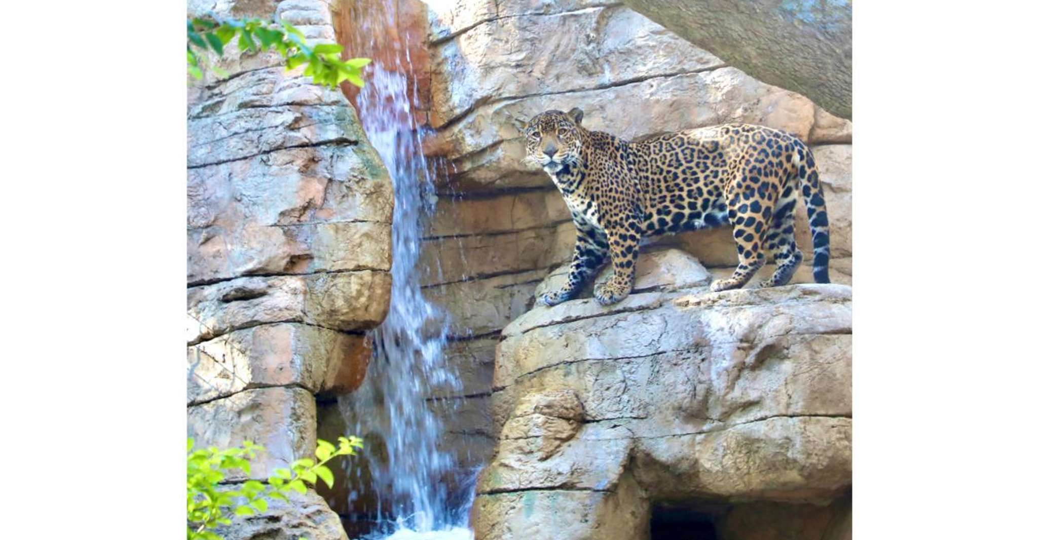 San Antonio Zoo Any Day Ticket photo 12