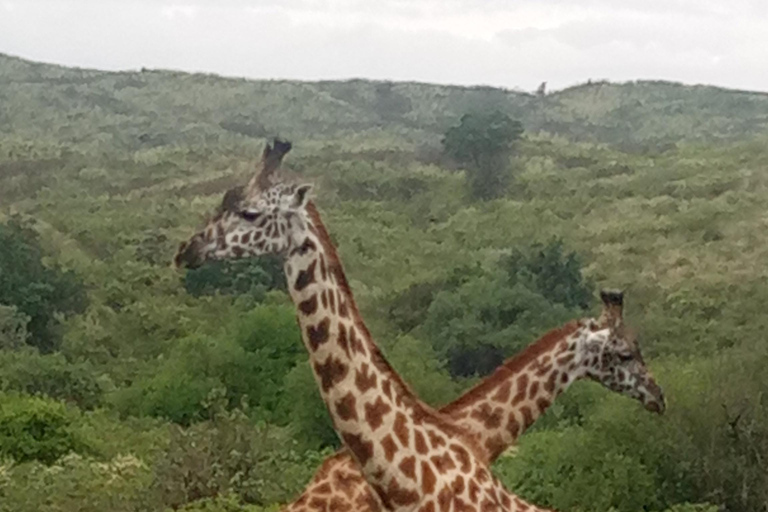 Arusha: National Park Day Trip with Walking Safari