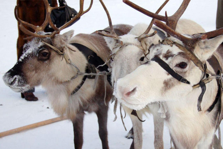 Levi: Meet Reindeer and Visit Husky Kennel