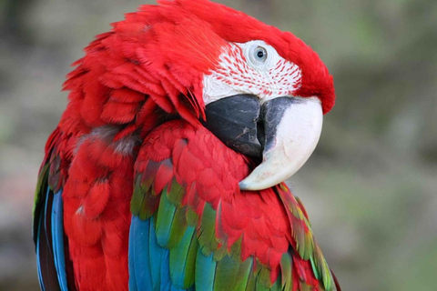 Iquitos : 2 jours en Amazonie, une merveille naturelle du monde